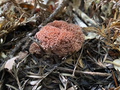 Ramaria botrytis