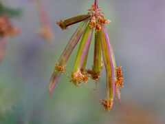 Acacia pulchella