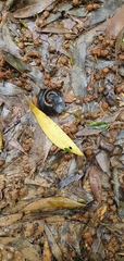 Victaphanta compacta