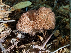 Ramaria botrytis