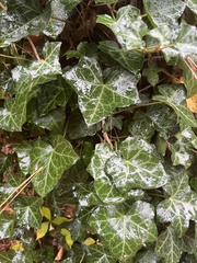 Hedera