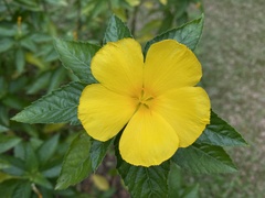Turnera ulmifolia