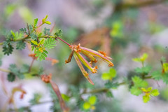 Acacia pulchella