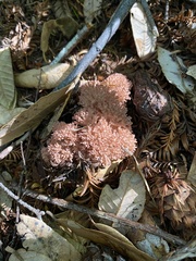 Ramaria botrytis