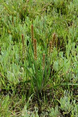 Plantago gaudichaudii