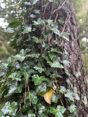 Hedera