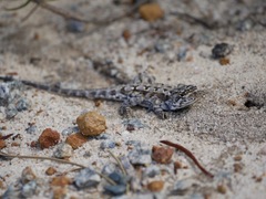 Ctenophorus adelaidensis