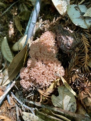 Ramaria botrytis