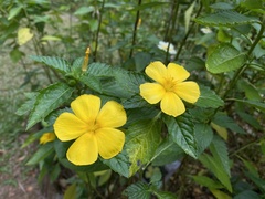 Turnera ulmifolia