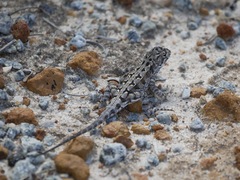 Ctenophorus adelaidensis