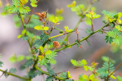 Acacia pulchella