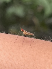 Telostylinus lineolatus