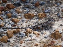 Ctenophorus adelaidensis