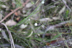 Actinotus minor