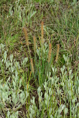 Plantago gaudichaudii