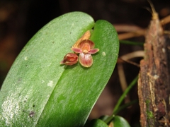 Pleurothallis pansamalae