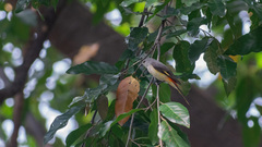 Pericrocotus cinnamomeus