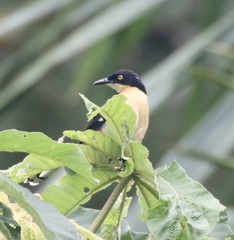 Donacobius atricapilla