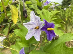Solanum wrightii
