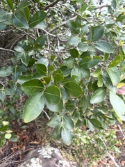 Olinia rochetiana