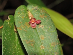 Pleurothallis pansamalae