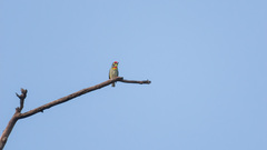 Psilopogon haemacephalus indicus