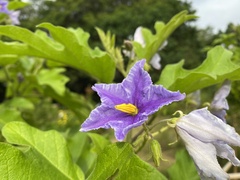Solanum wrightii
