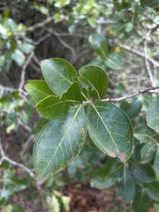 Olinia rochetiana