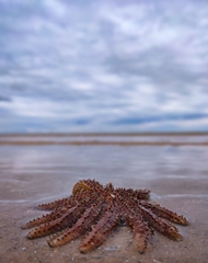 Coscinasterias muricata