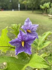 Solanum wrightii