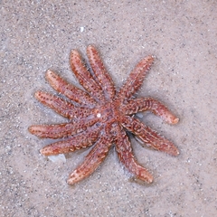 Coscinasterias muricata