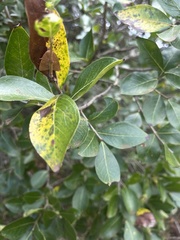 Olinia rochetiana
