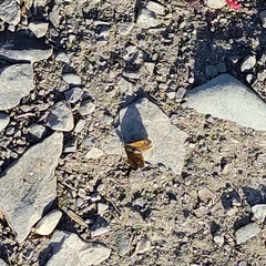 Lycaena