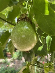 Passiflora edulis