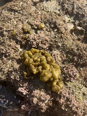 Colpomenia tuberculata