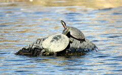 Deirochelyinae
