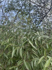 Coptosperma supra-axillare