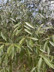 Coptosperma supra-axillare