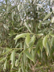 Coptosperma supra-axillare