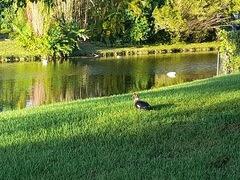 Cairina moschata domestica