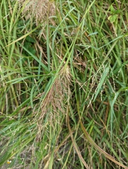 Capillipedium spicigerum