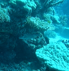 Lethrinidae
