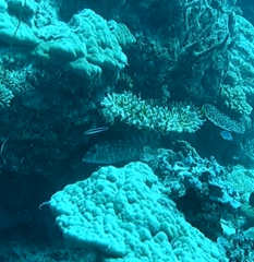 Lethrinidae