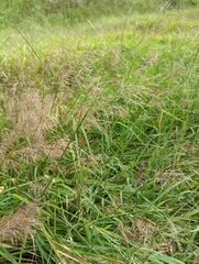 Capillipedium spicigerum