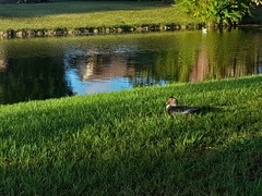 Cairina moschata domestica