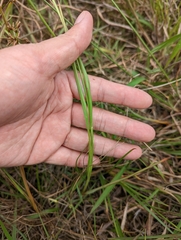Eragrostis atrovirens