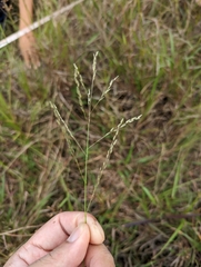 Eragrostis atrovirens