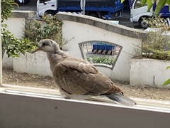Streptopelia tranquebarica
