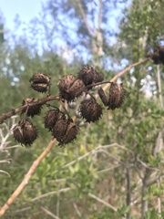 Ricinus communis