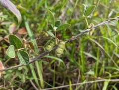 Cajanus scarabaeoides